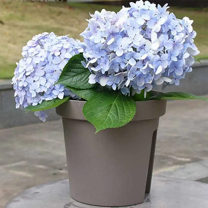 Savršena dekoracija za balkon ili terasu s praktičnim loncima koji se mogu postaviti izravno na ogradu!