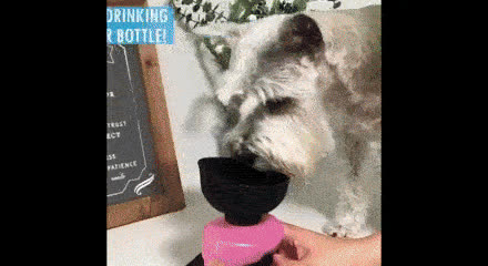 Boca za vodu za pse, DOGBOTTLE - video