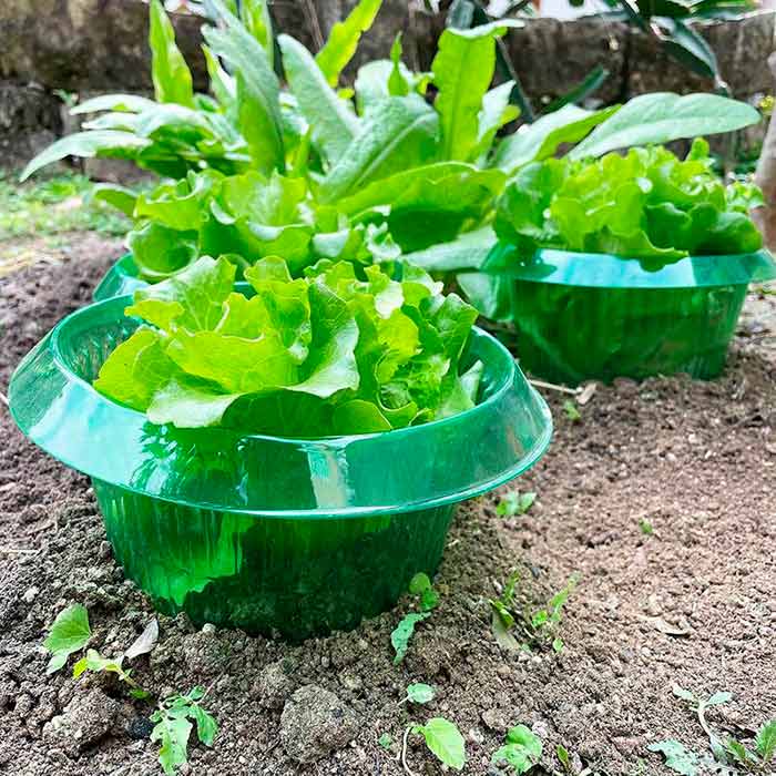 LettuceProtect, zaštita za salatu i druge usjeve (10 komada) - Image 4