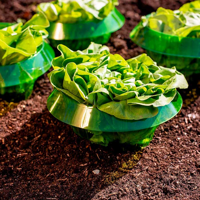 LettuceProtect, zaštita za salatu i druge usjeve (10 komada) - Image 5