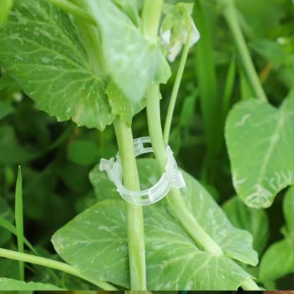PLANTCLIP, GreenGrow Podrška za Biljke - 60 Spenjača - Image 2