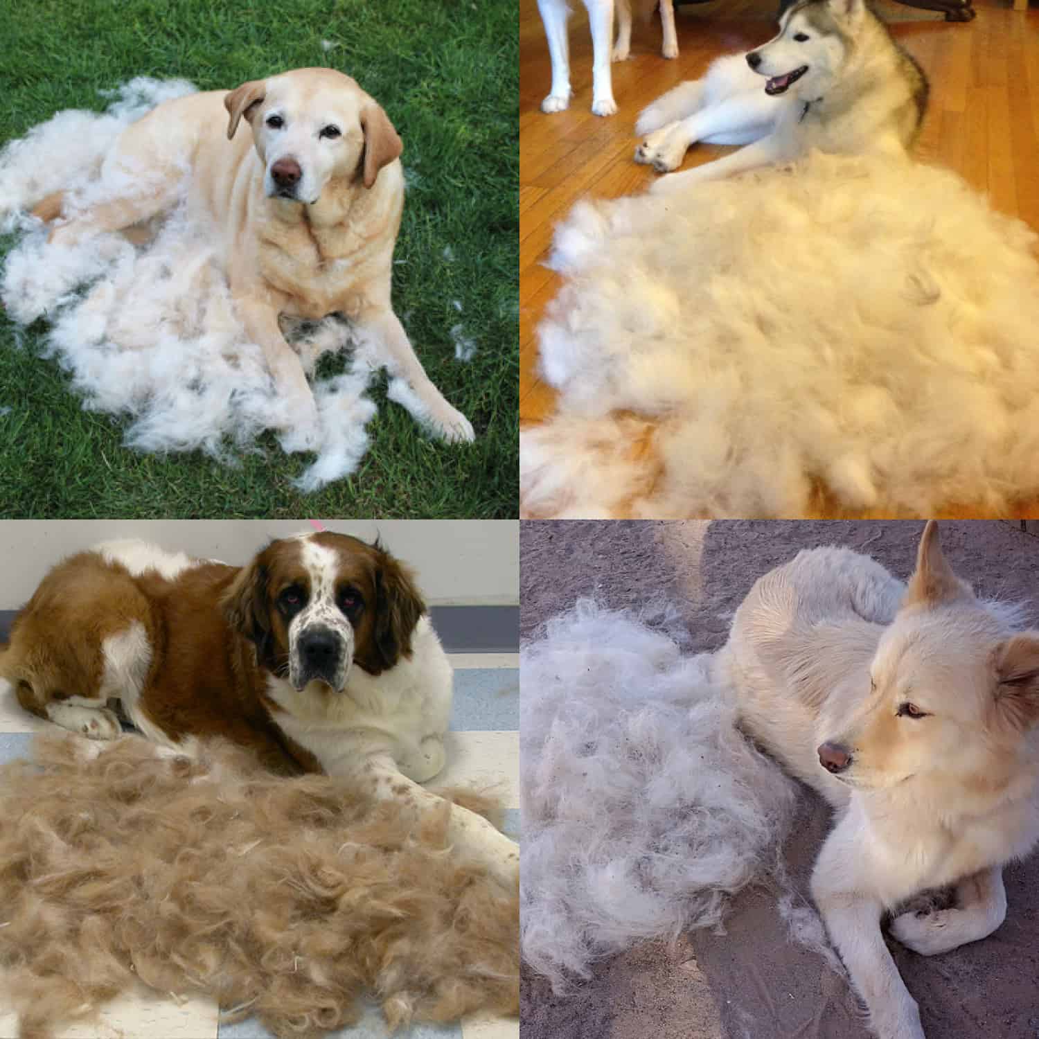 PetTangler, dvostrana četka za uklanjanje dlaka i poddlake - Image 9