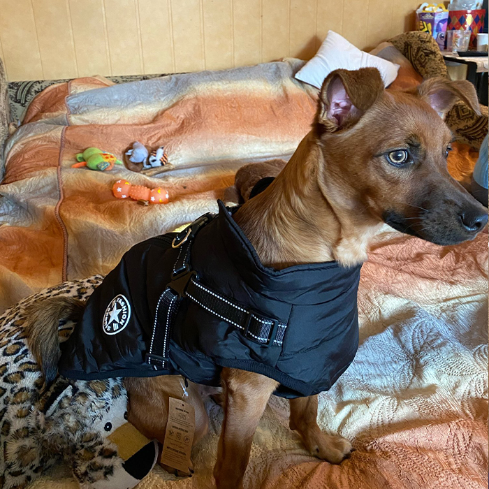 DogJacket, reflektirajući i vodootporni zimski kaput za pse - Image 9